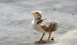 娱乐爆料小七是谁啊知乎,娱乐爆料小七的真实身份，网友热议！