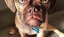 大狗最新爆料图片大全集,图片大全集深度解析