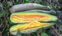 最新网红吃瓜爆料,娱乐圈最新惊天大瓜，揭秘明星背后惊人真相！