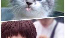 娱乐吃瓜菌猫猫视频,揭秘娱乐圈幕后趣闻