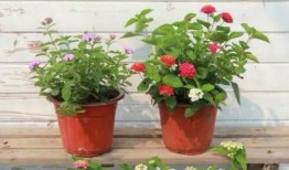 厦门快递员爆料视频最新,快递行业乱象丛生，真相令人震惊！