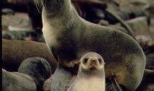 海狗最新爆料,揭秘娱乐圈不为人知的幕后真相